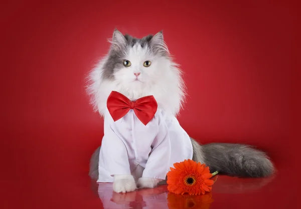 Cat Clothing & Accessories