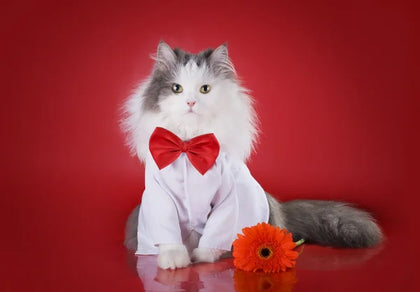 Cat Clothing & Accessories