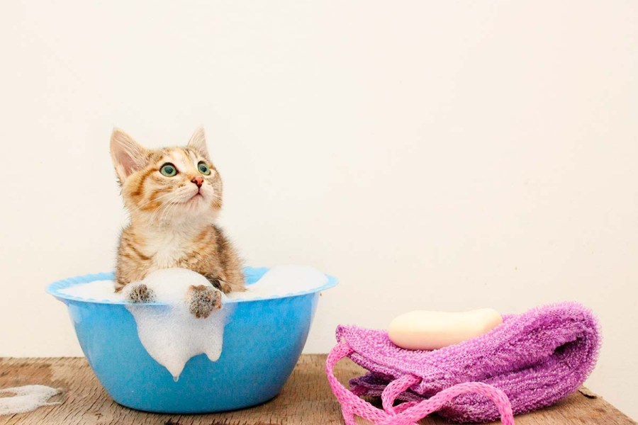 Cat Grooming
