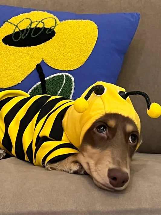 Pet Bee Suit Cosplay Clothes Cat Dog Quirky Funny Hooded Sweatshirt  Dog Halloween Costume