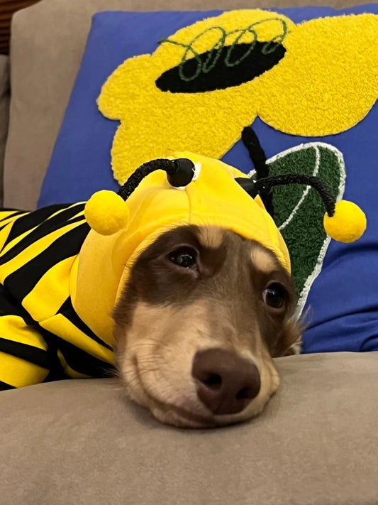 Pet Bee Suit Cosplay Clothes Cat Dog Quirky Funny Hooded Sweatshirt  Dog Halloween Costume