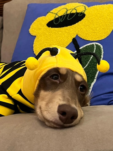 Pet Bee Suit Cosplay Clothes Cat Dog Quirky Funny Hooded Sweatshirt  Dog Halloween Costume