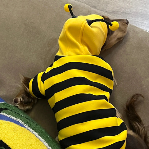 Pet Bee Suit Cosplay Clothes Cat Dog Quirky Funny Hooded Sweatshirt  Dog Halloween Costume