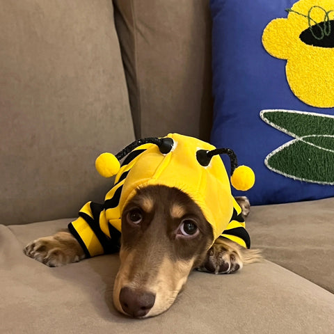 Pet Bee Suit Cosplay Clothes Cat Dog Quirky Funny Hooded Sweatshirt  Dog Halloween Costume