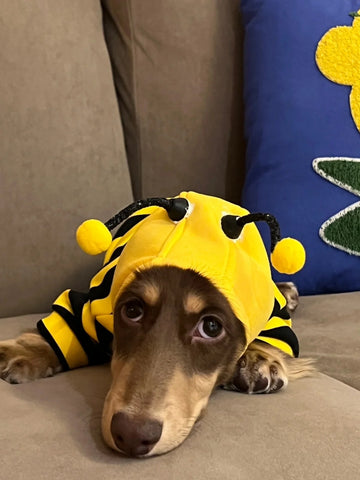 Pet Bee Suit Cosplay Clothes Cat Dog Quirky Funny Hooded Sweatshirt  Dog Halloween Costume
