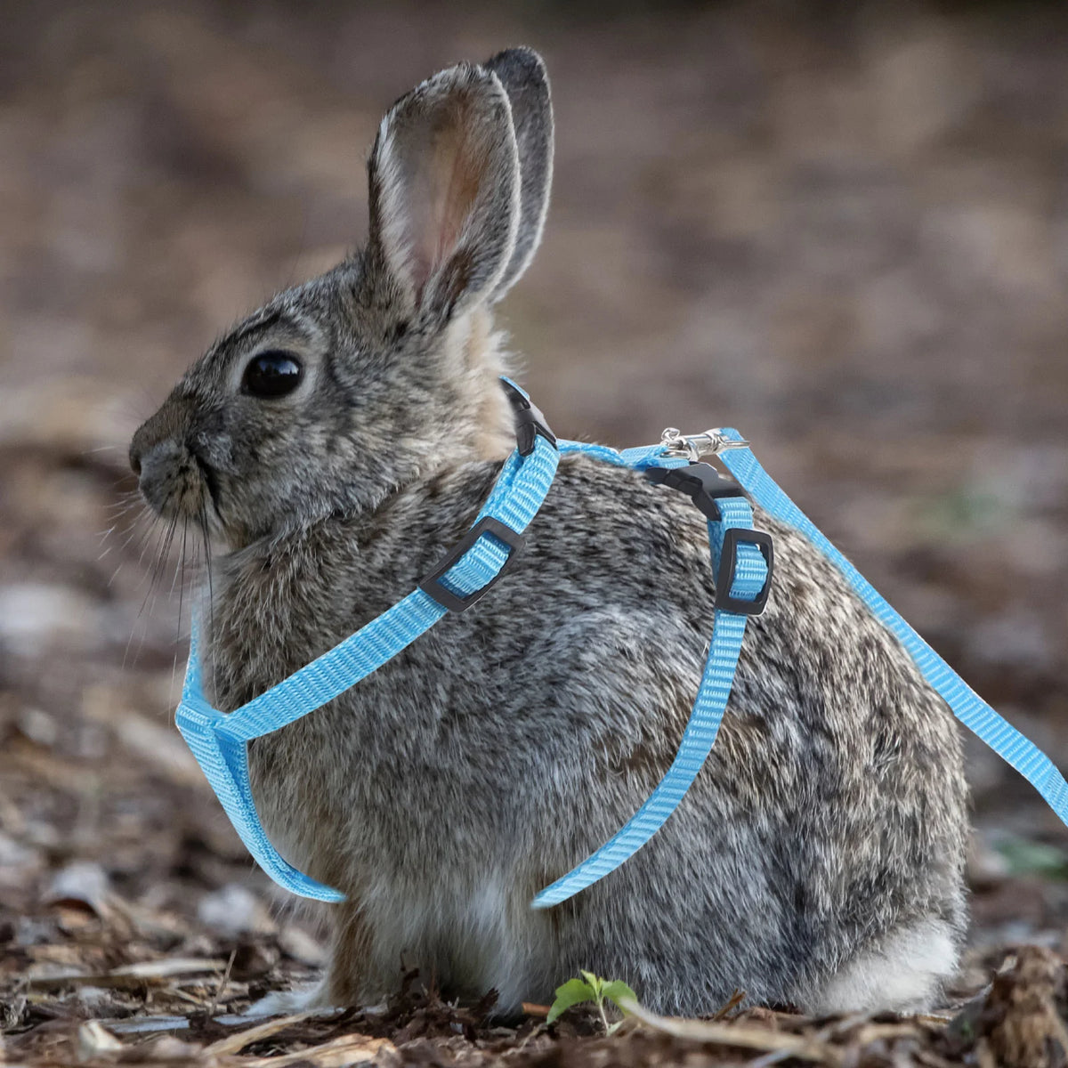 Rabbit Harness Leash, Cat Leash Harness Bunny Harness Leash for Walk Running Jogging for Cat Puppy Kitten Ferret