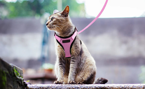 Cat Harness and Leash for Walking,Escape Proof Soft Adjustable Vest Harnesses for Cat,Breathable Reflective Strips Jacket