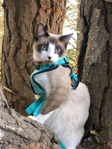 Cat Harness and Leash for Walking,Escape Proof Soft Adjustable Vest Harnesses for Cat,Breathable Reflective Strips Jacket