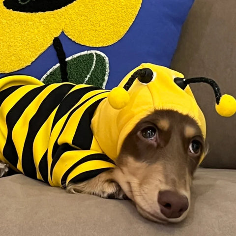 Pet Bee Suit Cosplay Clothes Cat Dog Quirky Funny Hooded Sweatshirt  Dog Halloween Costume