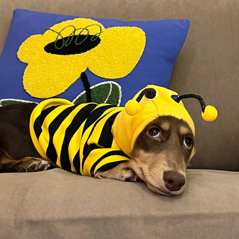 Pet Bee Suit Cosplay Clothes Cat Dog Quirky Funny Hooded Sweatshirt  Dog Halloween Costume