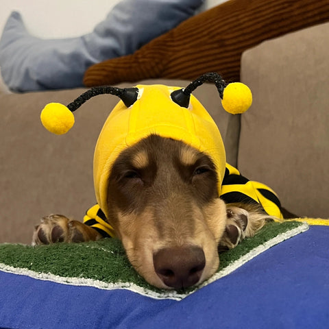 Pet Bee Suit Cosplay Clothes Cat Dog Quirky Funny Hooded Sweatshirt  Dog Halloween Costume