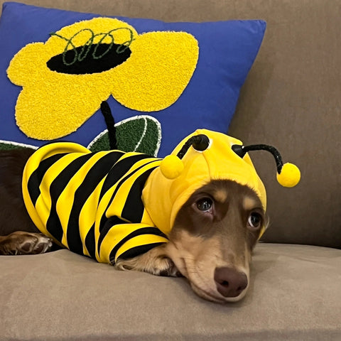 Pet Bee Suit Cosplay Clothes Cat Dog Quirky Funny Hooded Sweatshirt  Dog Halloween Costume